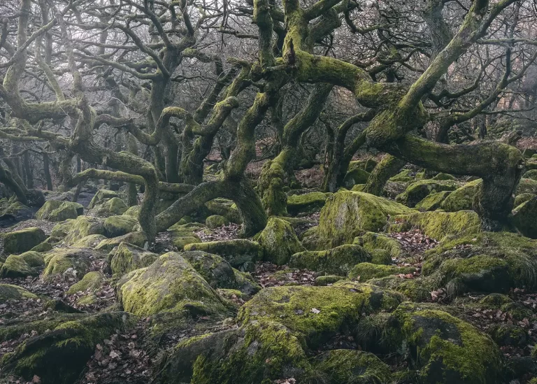 PadleyGorge2 768x549