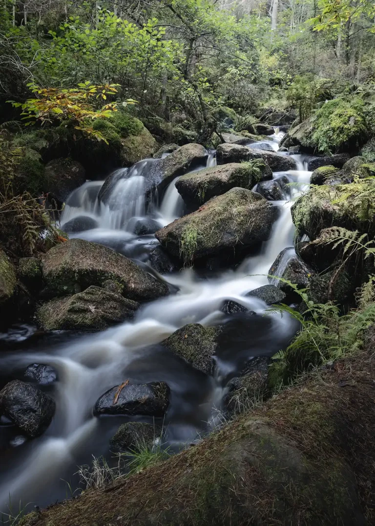 wymingbrook2 768x1075