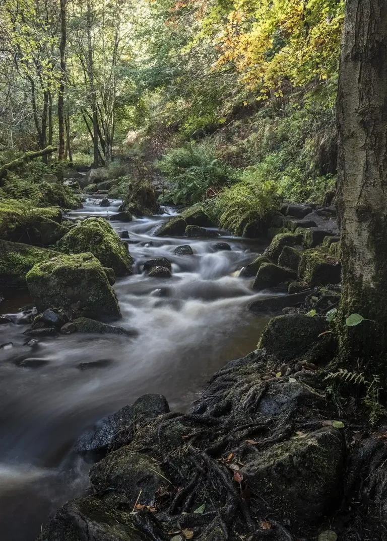 wymingbrook3 768x1075